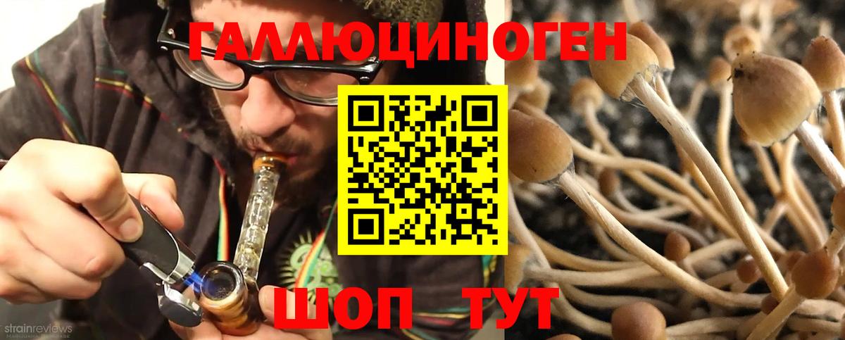 магазин  наркотиков  Вход с VPN  Дмитров  Псилоцибиновые грибы Psilocybine cubensis 